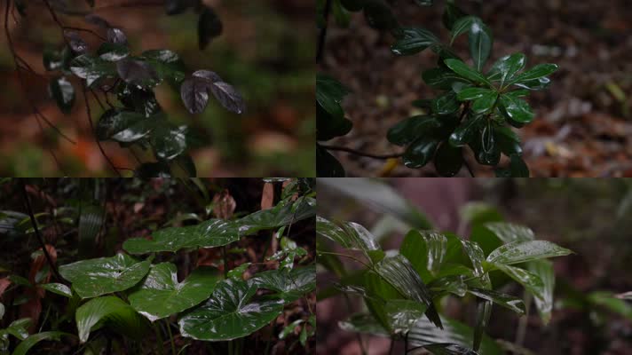 【合集】慢镜头森林雨景-唯美意境禅意空镜