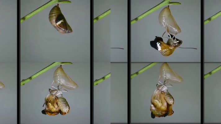 自然科学研究年代感老视频-蝴蝶羽化记录8倍