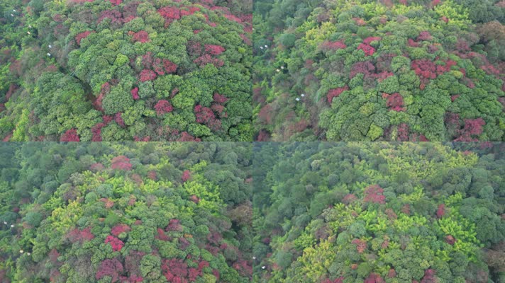4K秋天秋叶秋景山林枫叶唯美红叶高角度航拍