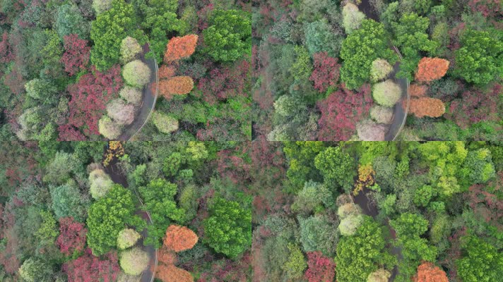 4K秋天的公路航拍-红叶秋景树林秋季