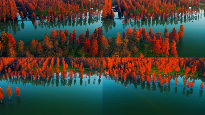 郊野公园_V1-0079航拍秋季红色水上森林