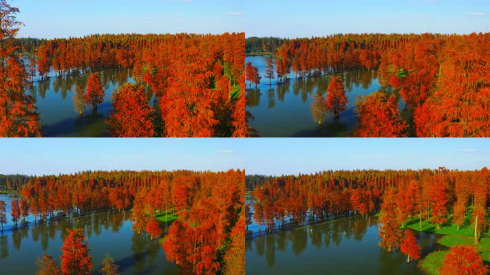 郊野公园_V1-0059航拍秋季红色水上森林