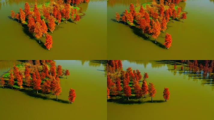郊野公园_V1-0010秋季红色水杉林