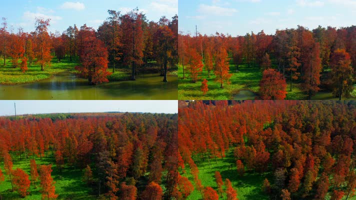 郊野公园_V1-0021秋季红色水杉林