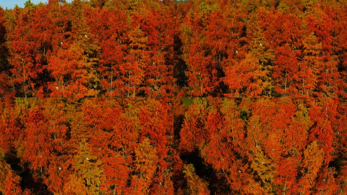 郊野公园_V1-0017秋季红色水杉林