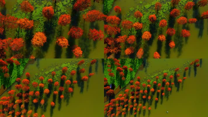 郊野公园_V1-0007秋季红色水杉林