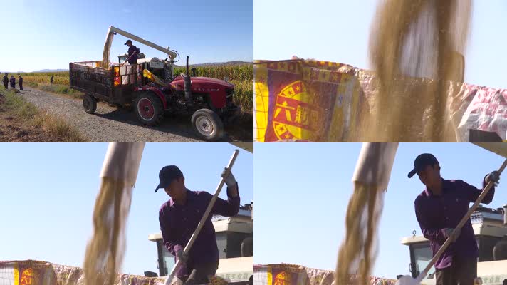 收割机往农用车里倒谷粒谷子小米丰收了
