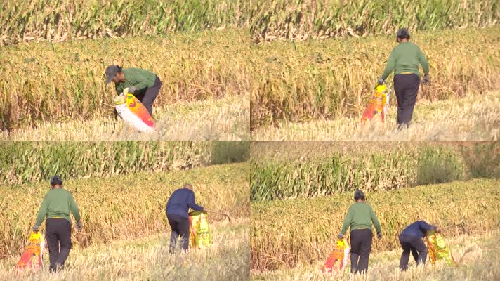 农民夫妇在谷子地里捡谷穗丰收