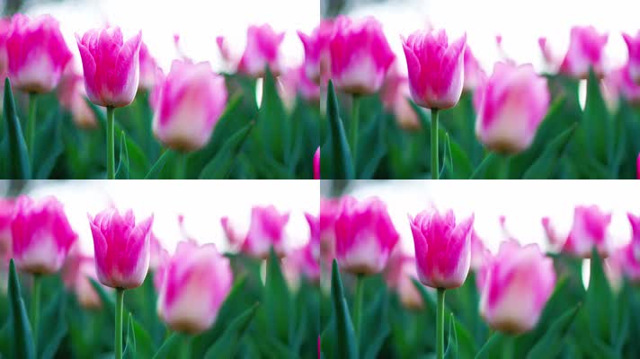 花卉_V1-0035粉色的郁金香