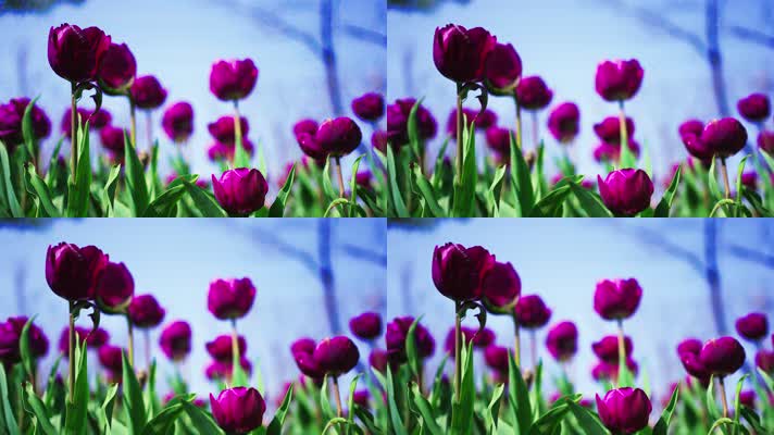 花卉_V1-0118紫色的郁金香