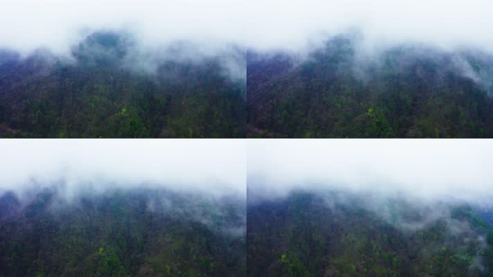 神农架_V1-0054雾气缭绕的原始森林