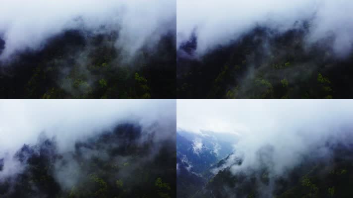 神农架_V1-0066雾气缭绕的原始森林