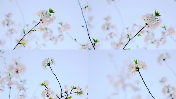 花卉_V1-0060盛开的樱花