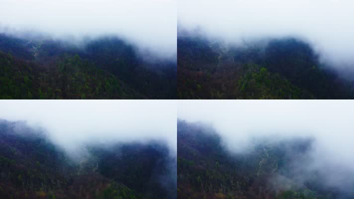 神农架_V1-0051雾气缭绕的原始森林