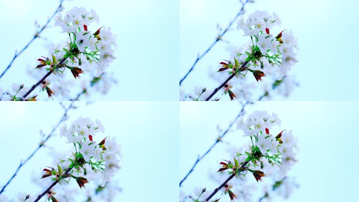 花卉_V1-0139洁白的樱花