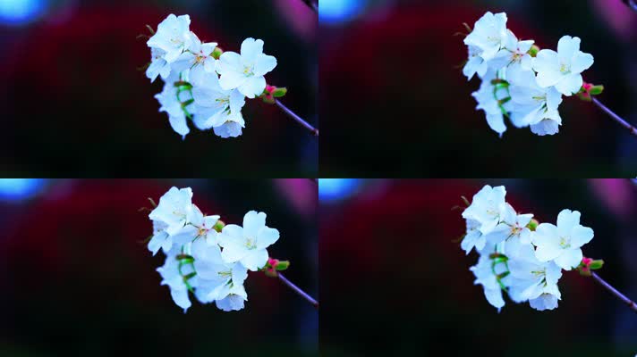 花卉_V1-0140洁白的樱花