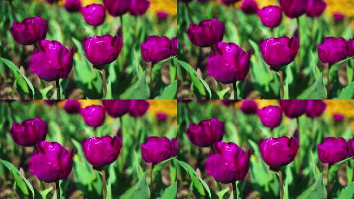 花卉_V1-0120紫色的郁金香