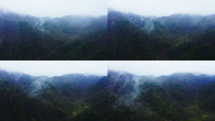 神农架_V1-0059雾气缭绕的原始森林