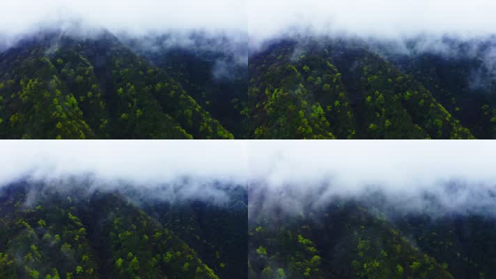 神农架_V1-0065雾气缭绕的原始森林