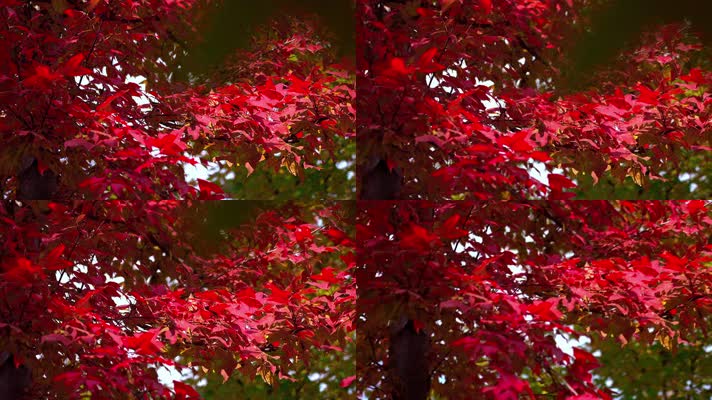 自然_V1-0017鲜红色的树叶