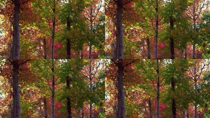 自然_V1-0008鲜红色的树叶