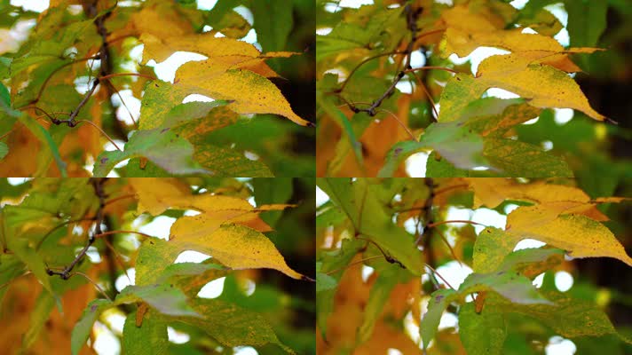 自然_V1-0011鲜红色的树叶