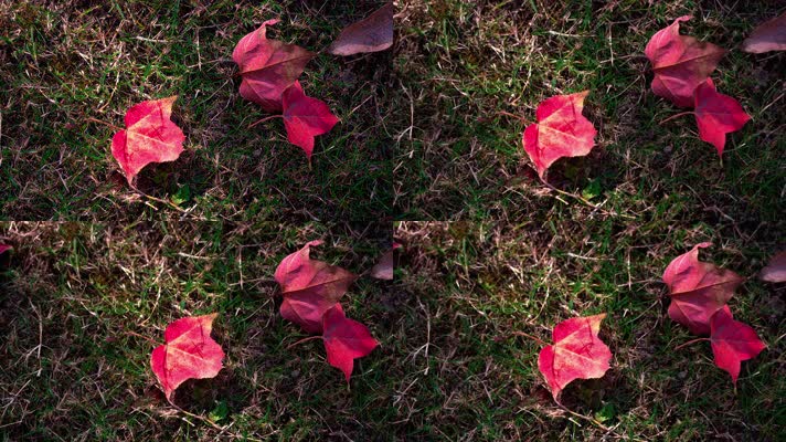 自然_V1-0007鲜红色的树叶