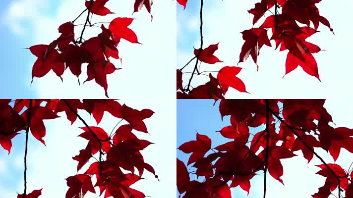自然_V1-0016鲜红色的树叶