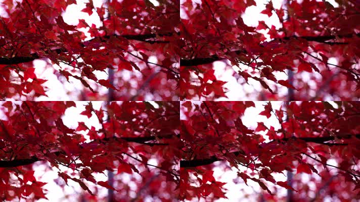 自然_V1-0001鲜红色的树叶