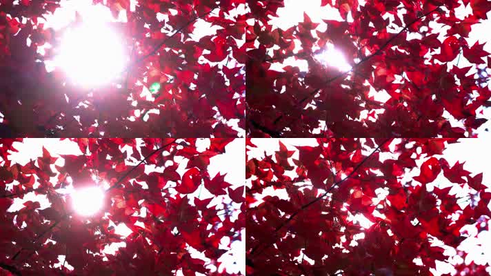 自然_V1-0002鲜红色的树叶