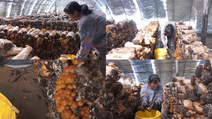 农民在蘑菇棚大棚里采摘食用菌香菇