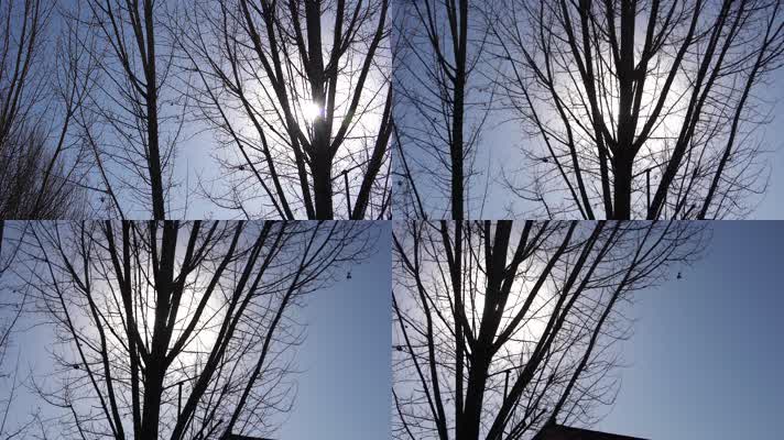 4K冬日暖阳-阳光穿过光秃秃的树缝