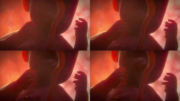 子宫内的胎儿