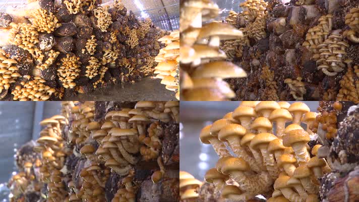大棚种植蘑菇食用菌菌棒