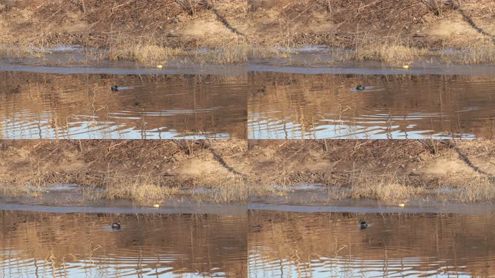 4K实拍寒冬腊月河流中游荡觅食的野鸭