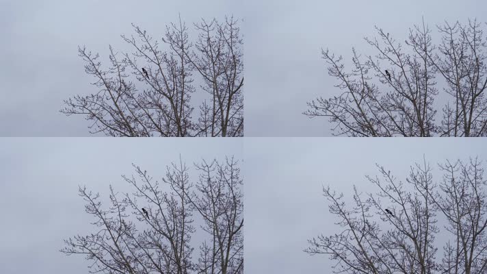 4K北方冬天树枝上鸣叫的喜鹊