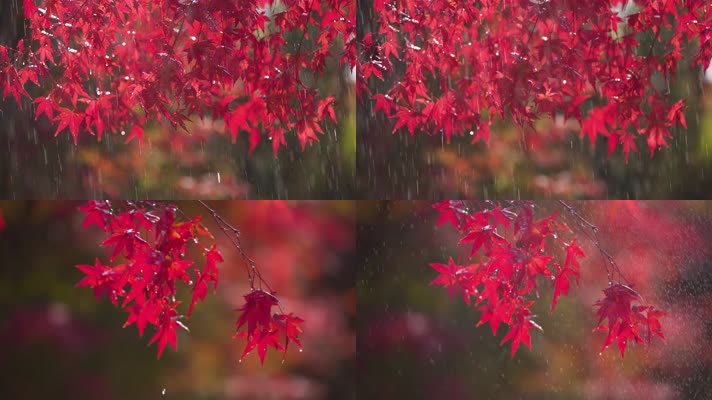 枫叶-细雨