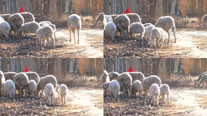 4K放羊放牧-冬日暖阳下的羊群