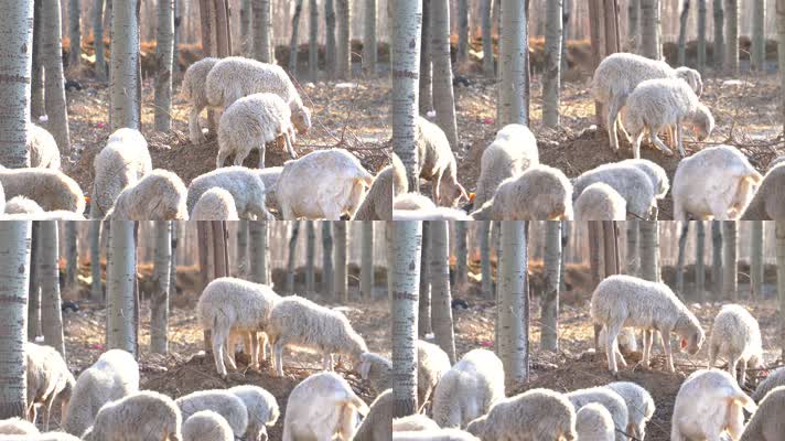 4K放羊放牧-冬日暖阳下的羊群