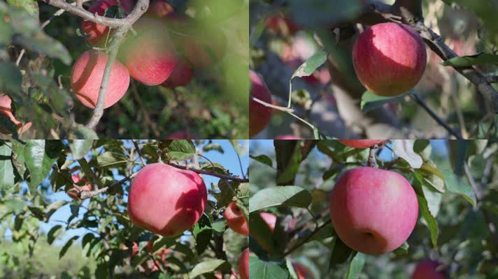 苹果 苹果树 水果 农业 