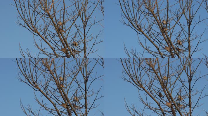 4K北方冬天枝头上的麻雀