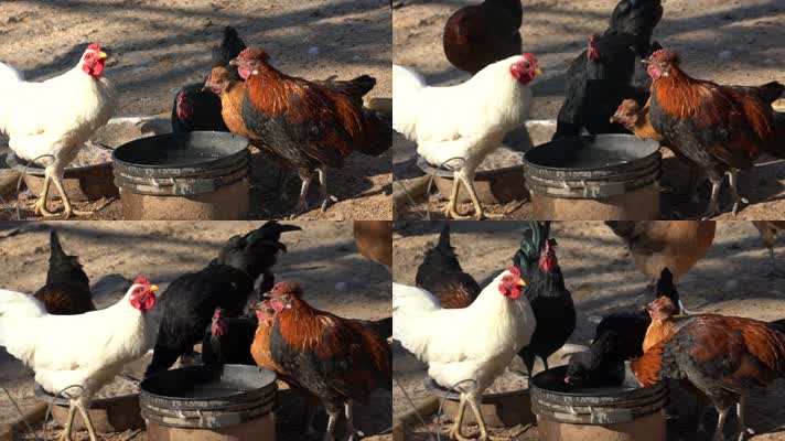 4K家禽养殖-农村鸡群在圈内低头喝水