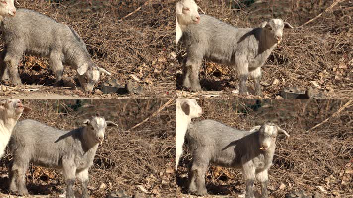 4K养殖畜牧-小羊羔们低头吃草