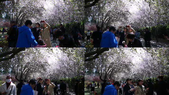 人群拥挤在郑州碧沙岗公园里的海棠花树林