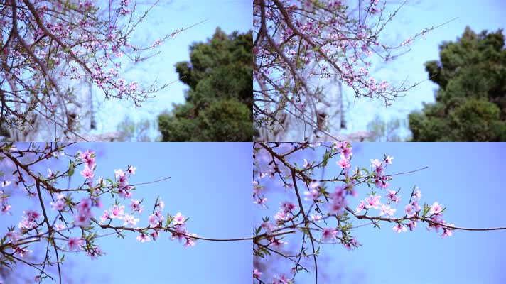 樱花在春风中摇摆