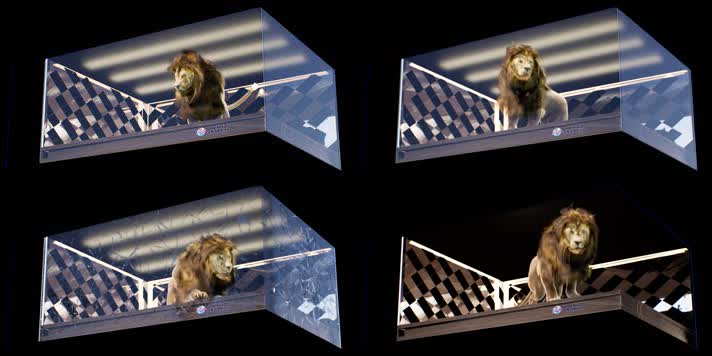 原创狮子裸眼3D折屏透视视频效果网红大屏
