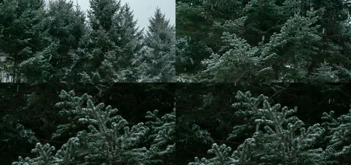 飘雪北方冬季枯树云杉松树柏树3k宽屏合集