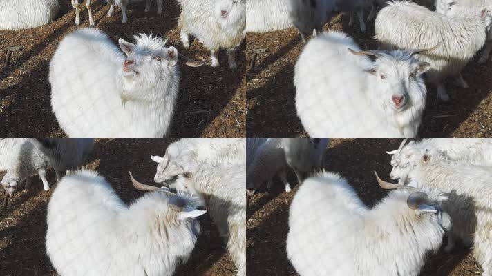 4K养殖畜牧-家畜山羊绵羊公羊羊圈