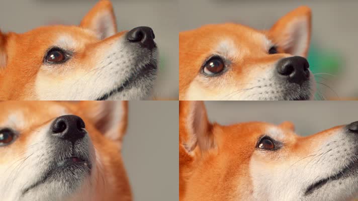 日本宠物狗柴犬特写镜头慢动作