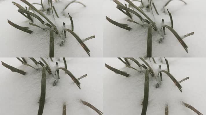 雪天实拍雪景草本植物